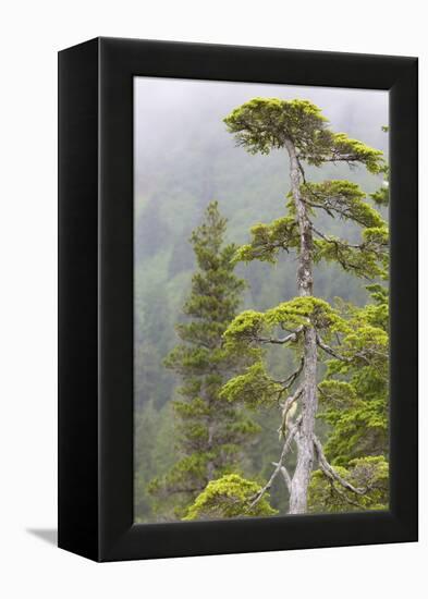 Alaska, Glacier Bay National Park. Hemlock Tree in Forest-Jaynes Gallery-Framed Premier Image Canvas