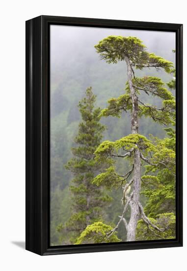 Alaska, Glacier Bay National Park. Hemlock Tree in Forest-Jaynes Gallery-Framed Premier Image Canvas