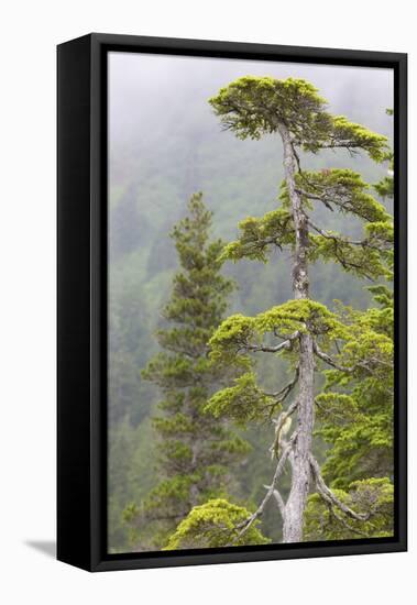 Alaska, Glacier Bay National Park. Hemlock Tree in Forest-Jaynes Gallery-Framed Premier Image Canvas