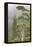 Alaska, Glacier Bay National Park. Hemlock Tree in Forest-Jaynes Gallery-Framed Premier Image Canvas