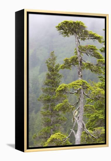 Alaska, Glacier Bay National Park. Hemlock Tree in Forest-Jaynes Gallery-Framed Premier Image Canvas