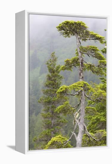 Alaska, Glacier Bay National Park. Hemlock Tree in Forest-Jaynes Gallery-Framed Premier Image Canvas