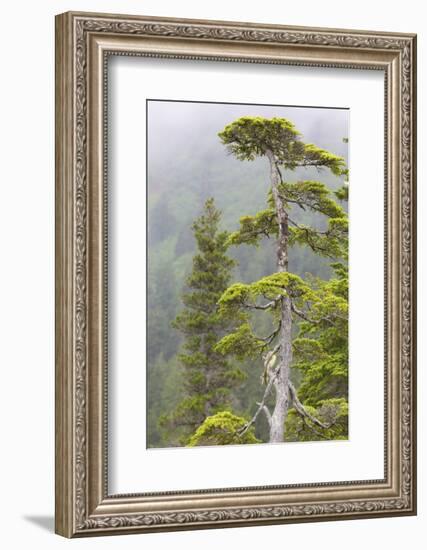 Alaska, Glacier Bay National Park. Hemlock Tree in Forest-Jaynes Gallery-Framed Photographic Print