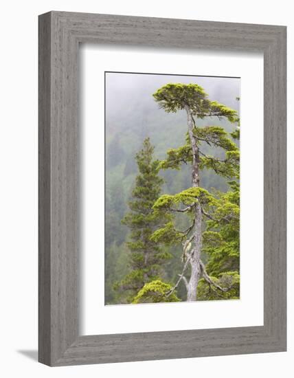 Alaska, Glacier Bay National Park. Hemlock Tree in Forest-Jaynes Gallery-Framed Photographic Print