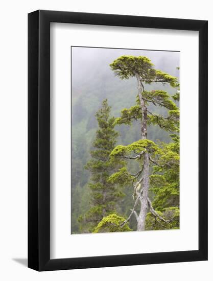 Alaska, Glacier Bay National Park. Hemlock Tree in Forest-Jaynes Gallery-Framed Photographic Print