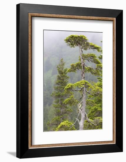 Alaska, Glacier Bay National Park. Hemlock Tree in Forest-Jaynes Gallery-Framed Photographic Print