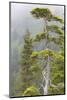 Alaska, Glacier Bay National Park. Hemlock Tree in Forest-Jaynes Gallery-Mounted Photographic Print