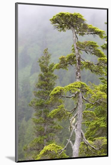 Alaska, Glacier Bay National Park. Hemlock Tree in Forest-Jaynes Gallery-Mounted Photographic Print