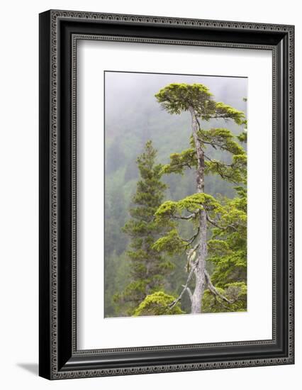 Alaska, Glacier Bay National Park. Hemlock Tree in Forest-Jaynes Gallery-Framed Photographic Print