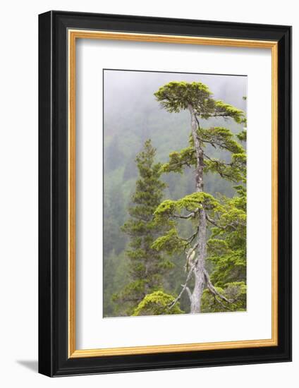 Alaska, Glacier Bay National Park. Hemlock Tree in Forest-Jaynes Gallery-Framed Photographic Print