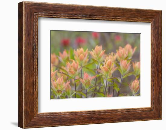 Alaska, Glacier Bay National Park. Indian Paintbrush Flowers-Jaynes Gallery-Framed Photographic Print