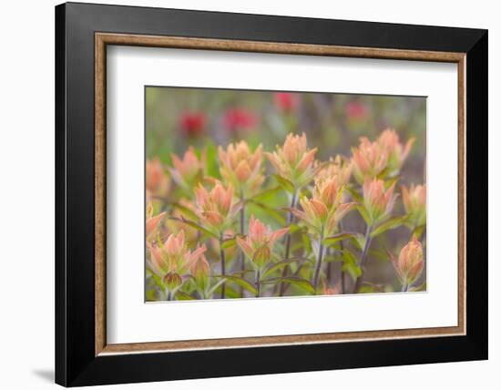 Alaska, Glacier Bay National Park. Indian Paintbrush Flowers-Jaynes Gallery-Framed Photographic Print