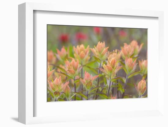 Alaska, Glacier Bay National Park. Indian Paintbrush Flowers-Jaynes Gallery-Framed Photographic Print