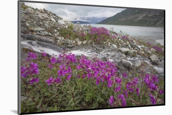 Alaska, Glacier Bay National Park. Small Stream Cascade-Jaynes Gallery-Mounted Photographic Print