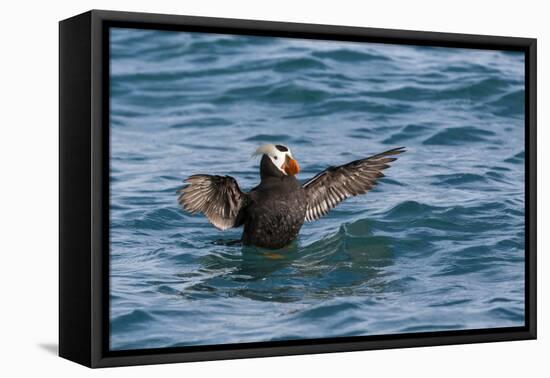 Alaska, Glacier Bay National Park. Tufted Puffin in Water-Jaynes Gallery-Framed Premier Image Canvas