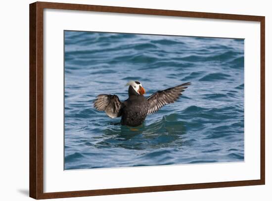 Alaska, Glacier Bay National Park. Tufted Puffin in Water-Jaynes Gallery-Framed Photographic Print