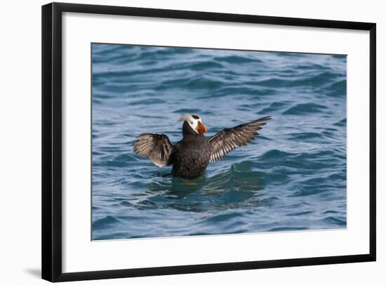 Alaska, Glacier Bay National Park. Tufted Puffin in Water-Jaynes Gallery-Framed Photographic Print