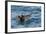 Alaska, Glacier Bay National Park. Tufted Puffin in Water-Jaynes Gallery-Framed Photographic Print