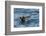 Alaska, Glacier Bay National Park. Tufted Puffin in Water-Jaynes Gallery-Framed Photographic Print