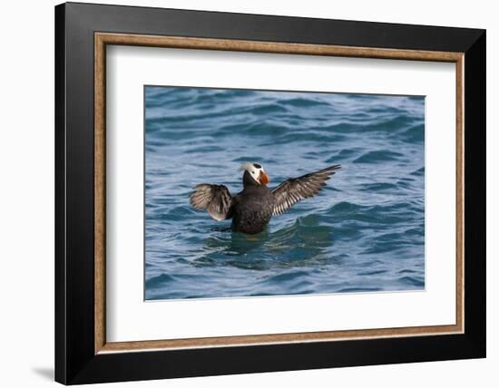 Alaska, Glacier Bay National Park. Tufted Puffin in Water-Jaynes Gallery-Framed Photographic Print