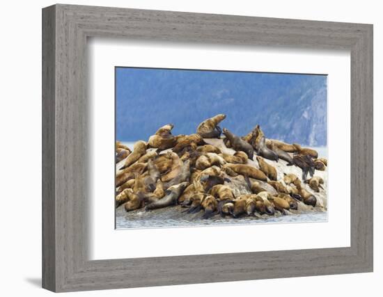 Alaska, Glacier Bay. Stellar sea lions hauled out to warm up on rocks.-Brenda Tharp-Framed Photographic Print