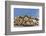 Alaska, Glacier Bay. Stellar sea lions hauled out to warm up on rocks.-Brenda Tharp-Framed Photographic Print