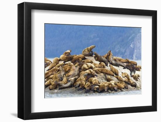 Alaska, Glacier Bay. Stellar sea lions hauled out to warm up on rocks.-Brenda Tharp-Framed Photographic Print