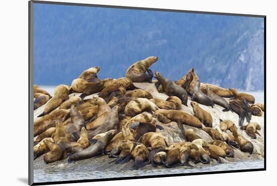 Alaska, Glacier Bay. Stellar sea lions hauled out to warm up on rocks.-Brenda Tharp-Mounted Photographic Print