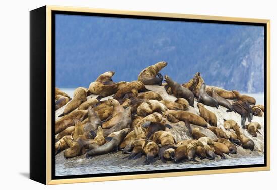 Alaska, Glacier Bay. Stellar sea lions hauled out to warm up on rocks.-Brenda Tharp-Framed Premier Image Canvas