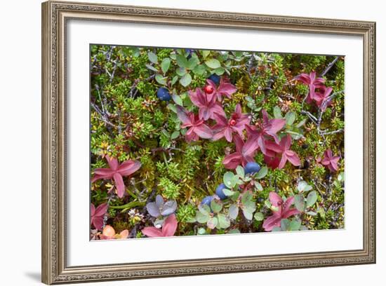 Alaska, Hatchers Pass. Bunch Berry and Low-Bush Blueberry-Savanah Stewart-Framed Photographic Print