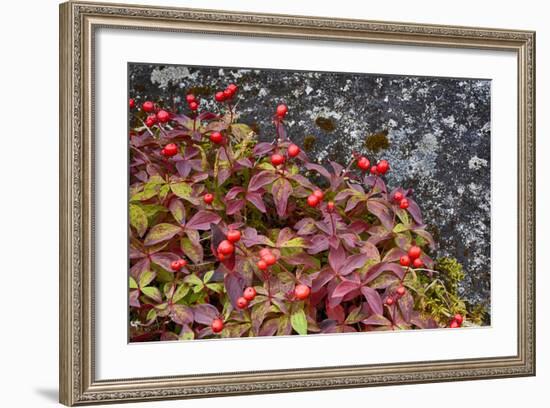 Alaska, Hatchers Pass, Bunch Berry-Savanah Stewart-Framed Photographic Print