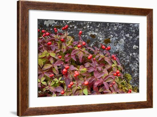 Alaska, Hatchers Pass, Bunch Berry-Savanah Stewart-Framed Photographic Print