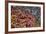 Alaska, Hatchers Pass, Bunch Berry-Savanah Stewart-Framed Photographic Print