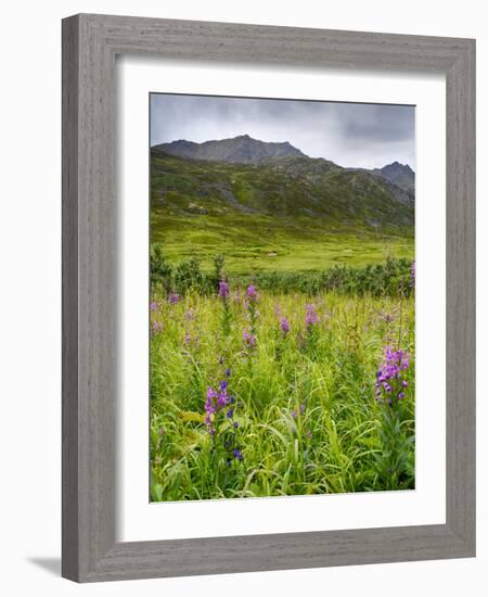 Alaska, Hatchers Pass, Fireweed in Bloom-Savanah Stewart-Framed Photographic Print