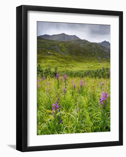 Alaska, Hatchers Pass, Fireweed in Bloom-Savanah Stewart-Framed Photographic Print