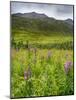Alaska, Hatchers Pass, Fireweed in Bloom-Savanah Stewart-Mounted Photographic Print