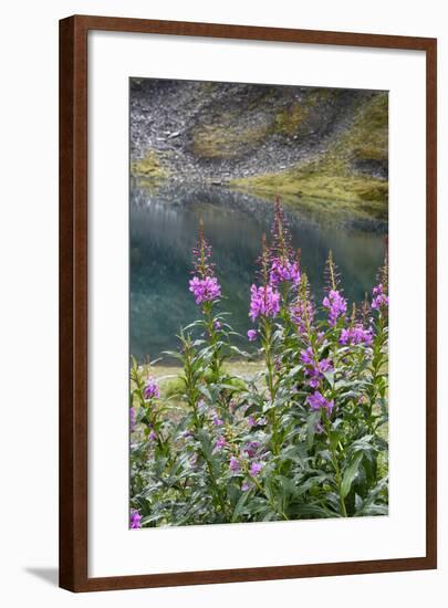 Alaska, Hatchers Pass, Summit Lake Fireweed-Savanah Stewart-Framed Photographic Print