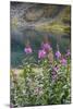 Alaska, Hatchers Pass, Summit Lake Fireweed-Savanah Stewart-Mounted Photographic Print