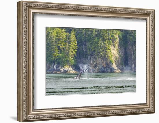 Alaska. Humpback Whale Tail Lobbing-Jaynes Gallery-Framed Photographic Print