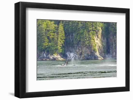 Alaska. Humpback Whale Tail Lobbing-Jaynes Gallery-Framed Photographic Print
