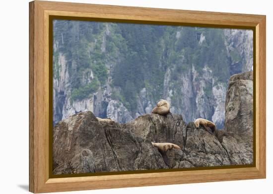 Alaska, Kenai Peninsula, Northwestern Fjord. Steller Sea Lions-Michael Qualls-Framed Premier Image Canvas