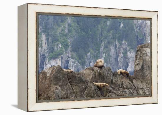 Alaska, Kenai Peninsula, Northwestern Fjord. Steller Sea Lions-Michael Qualls-Framed Premier Image Canvas