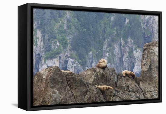 Alaska, Kenai Peninsula, Northwestern Fjord. Steller Sea Lions-Michael Qualls-Framed Premier Image Canvas