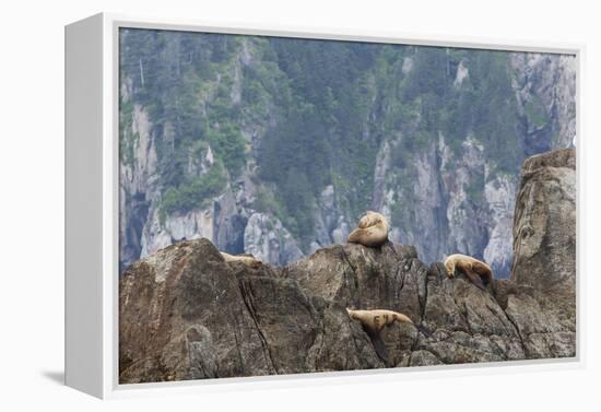 Alaska, Kenai Peninsula, Northwestern Fjord. Steller Sea Lions-Michael Qualls-Framed Premier Image Canvas