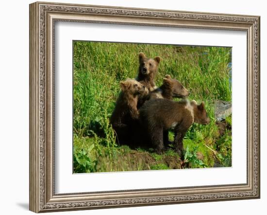 Alaska Kodiak Bear Cubs-Charles Glover-Framed Giclee Print