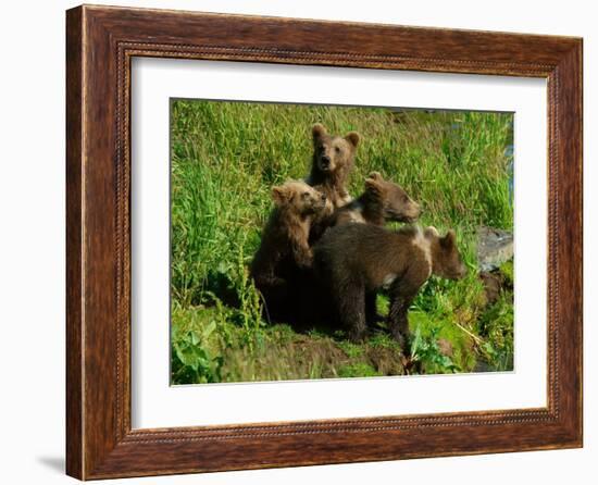 Alaska Kodiak Bear Cubs-Charles Glover-Framed Giclee Print