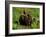 Alaska Kodiak Bear Cubs-Charles Glover-Framed Giclee Print