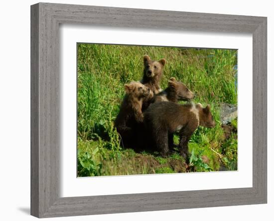 Alaska Kodiak Bear Cubs-Charles Glover-Framed Giclee Print