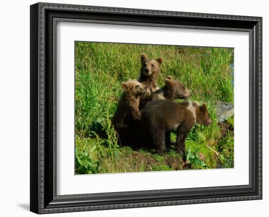 Alaska Kodiak Bear Cubs-Charles Glover-Framed Giclee Print