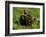 Alaska Kodiak Bear Cubs-Charles Glover-Framed Giclee Print